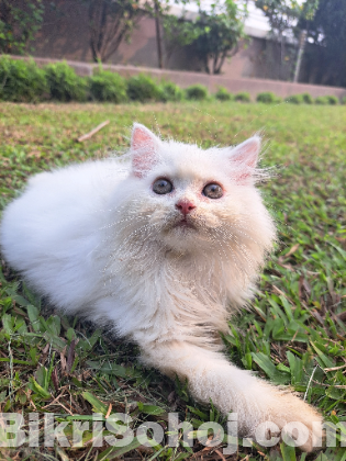 Traditional Persian kitten